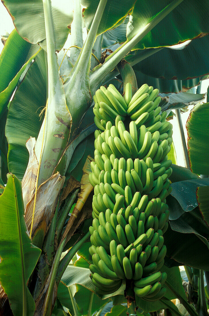 Banana plantation, Gran Canaria, Canary Islands, Spain