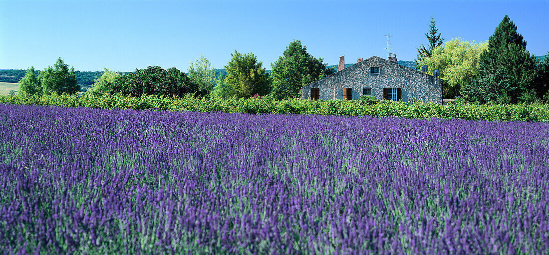 Lavendelfeld und Landhaus im Sonnenlicht, Alpes-de-Haute-Provence, Provence, Frankreich, Europa