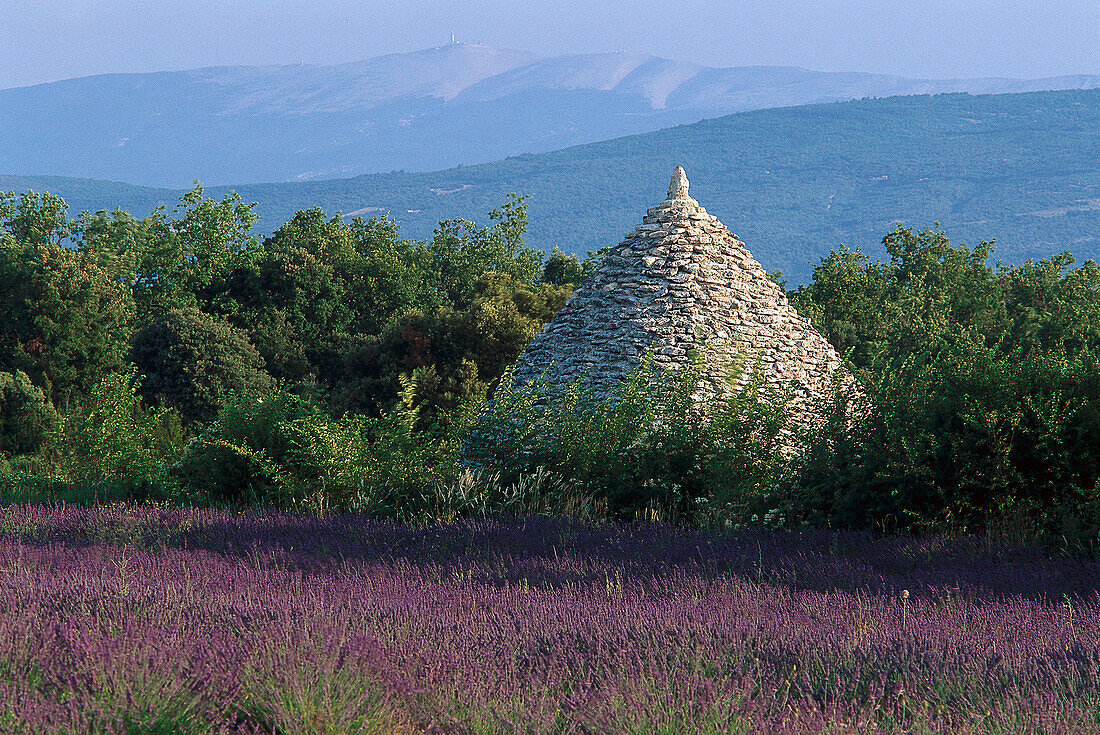 Lavendelfeld und Borie Steinhütte, Luberon, Provence, Frankreich, Europa