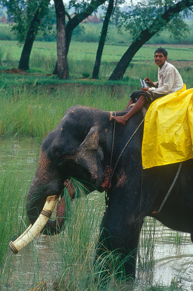 Riding an elephant , Muzaffarpur Bihar, India