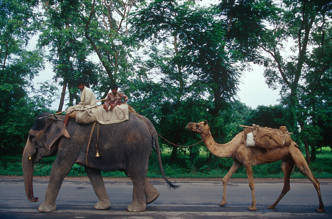 Riding an elephant, camel, Muzaffarpur Bihar, India