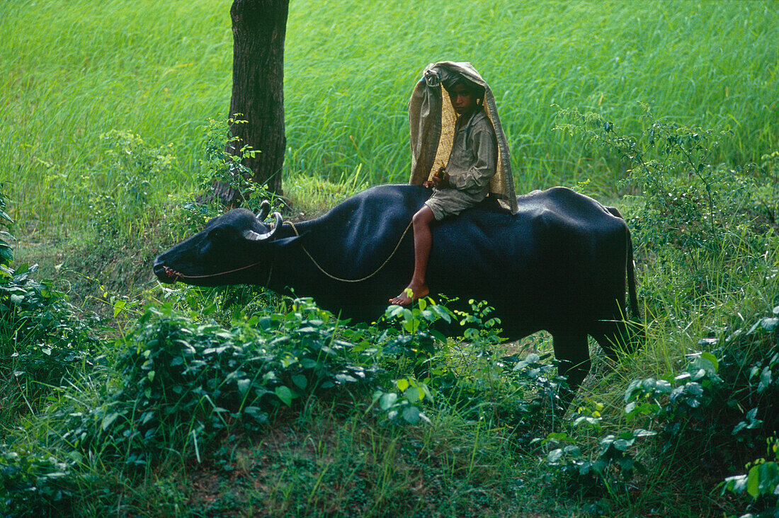 Boy riding a cow, Muzaffarpur Bihar, India