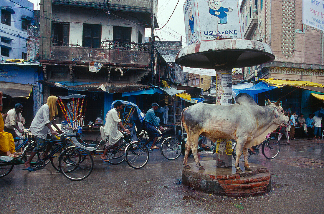Weiße Kuh unter Polizisten-Baldachin, Monsun, Varanasi, Benares, Uttar Pradesh, Indien