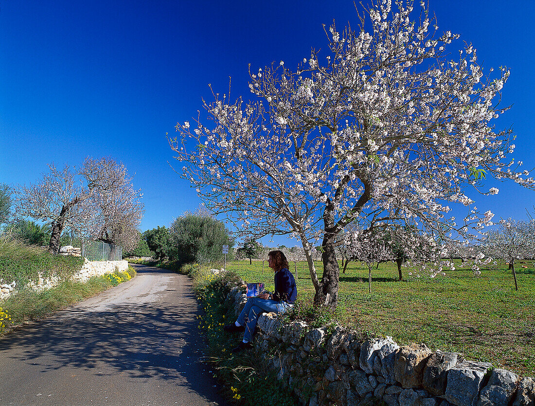 Person enjoying a rest beneath a blossoming almond tree, Palma de Mallorca, Mallorca, Spain