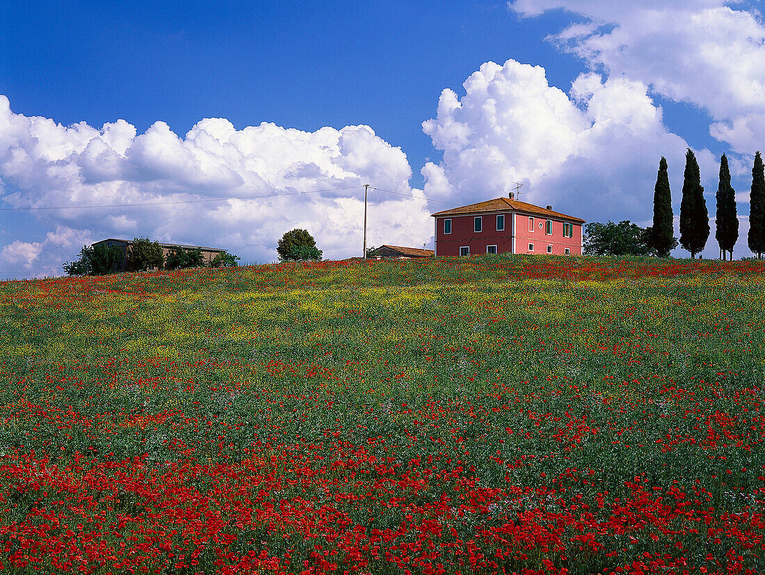 Landhaus und Mohnfeld, Val d´Orcia, Toskana, Italien