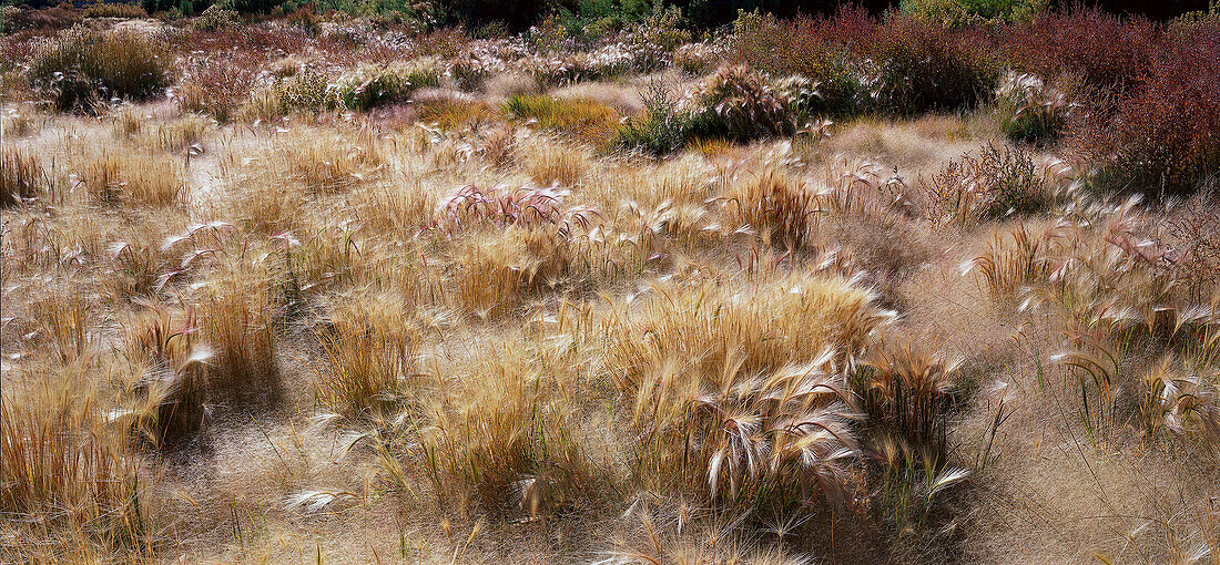Grass, South Tufa Reserve, Mono Lake California, USA