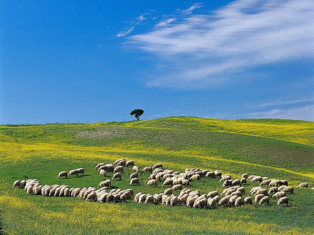 Flock of sheep, Rape, Crete, Pienza Tuscany, Italy