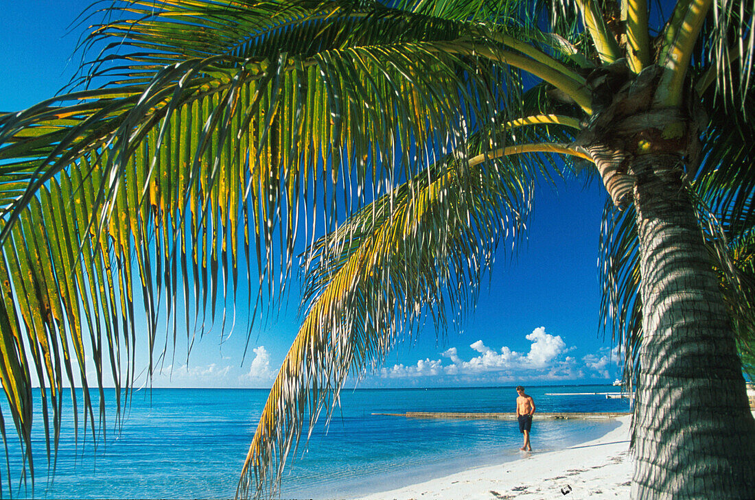 Beach with palm tree at Rum Point, Grand Cayman, Cayman Islands, Caribbean