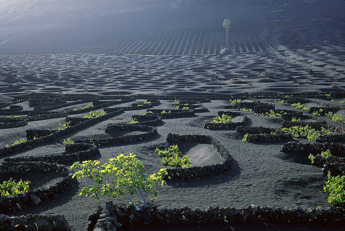 Ackerbau, Lavafeld, La Geria, Lanzarote, Kanarische Inseln, Spanien