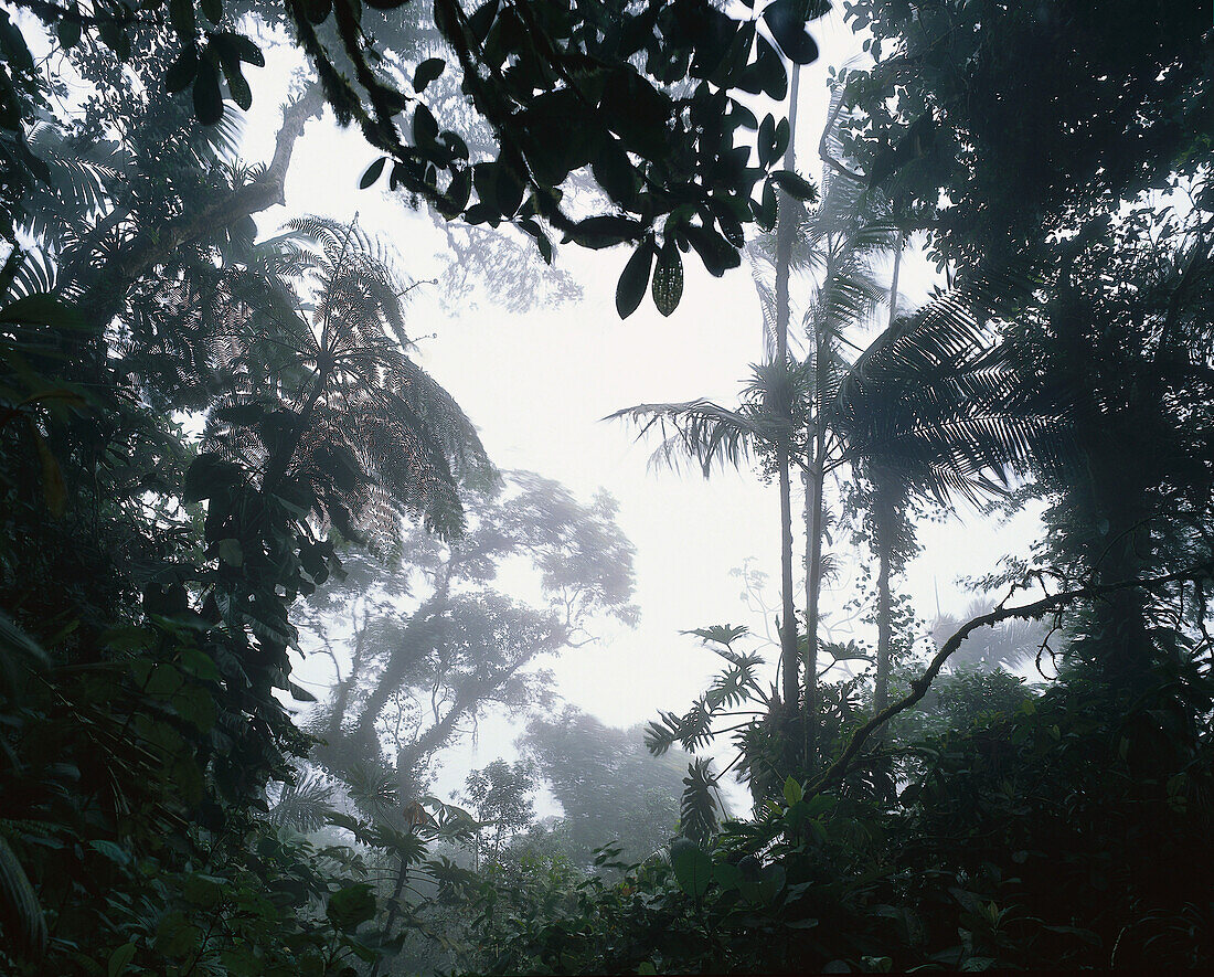 Nebelwald von Rancho Grande, Regenwald, Henri Pittier Nationalpark, Venezuela
