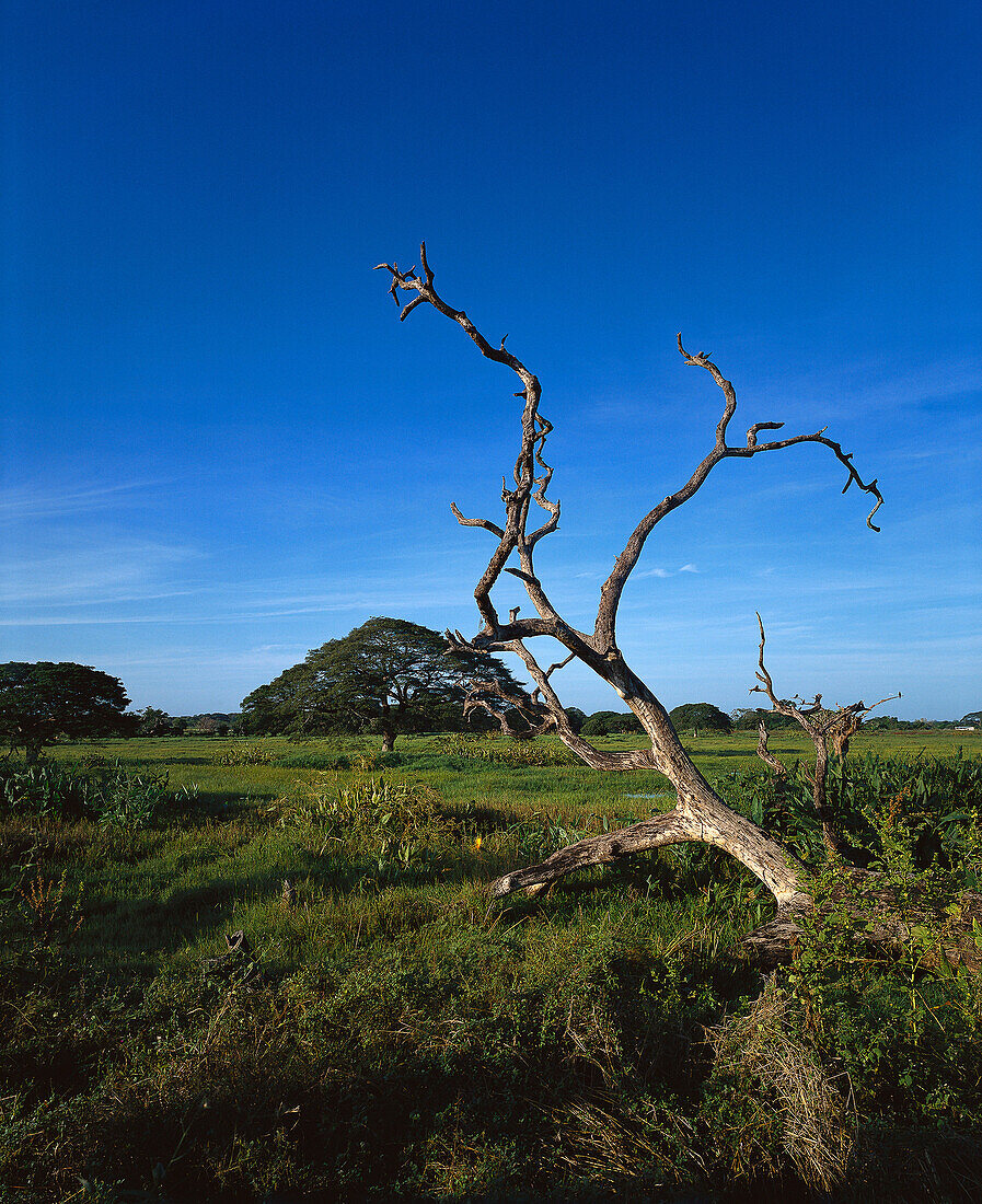 Landschaft mit Baum im Feuchtgebiet, Llanos Occidentales, Venezuela, Südamerika, Amerika