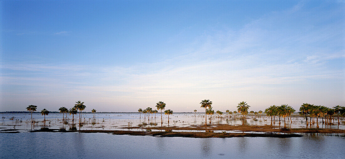 Palm trees, flooding lowlands, Llanos Occidentales, near San Fernando de Apure, Venezuela