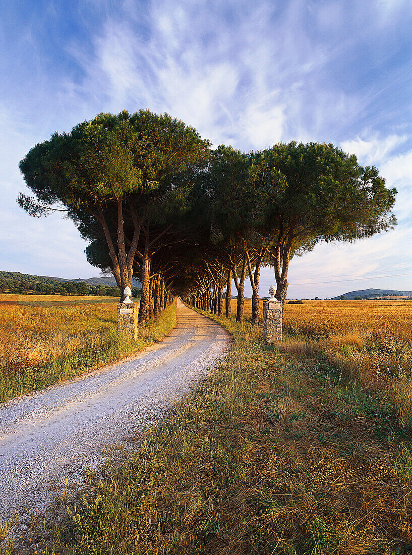 Pine avenue, Parco Naturale di Maremma, Natural Preserve, Tuscany, Italy