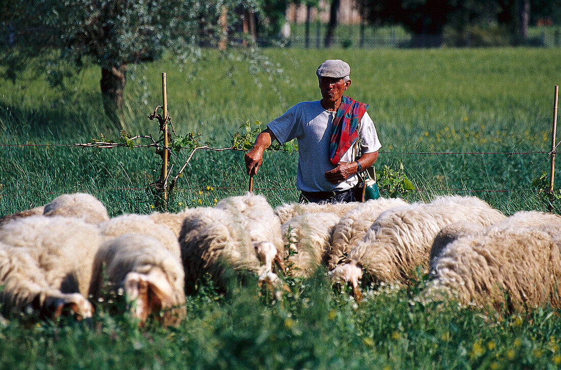 Shepherd near Torrita di Siena, Tuscany, Italy