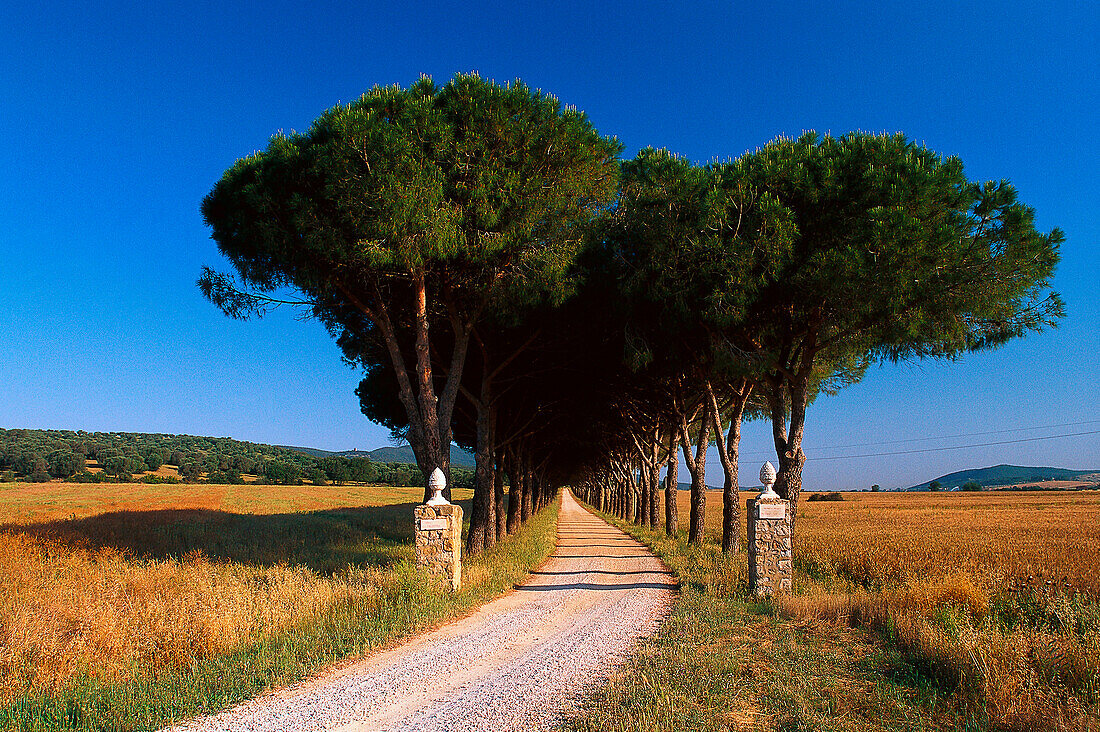 Pine Avenue, Parco Naturale di Maremma Tuscany, Italy