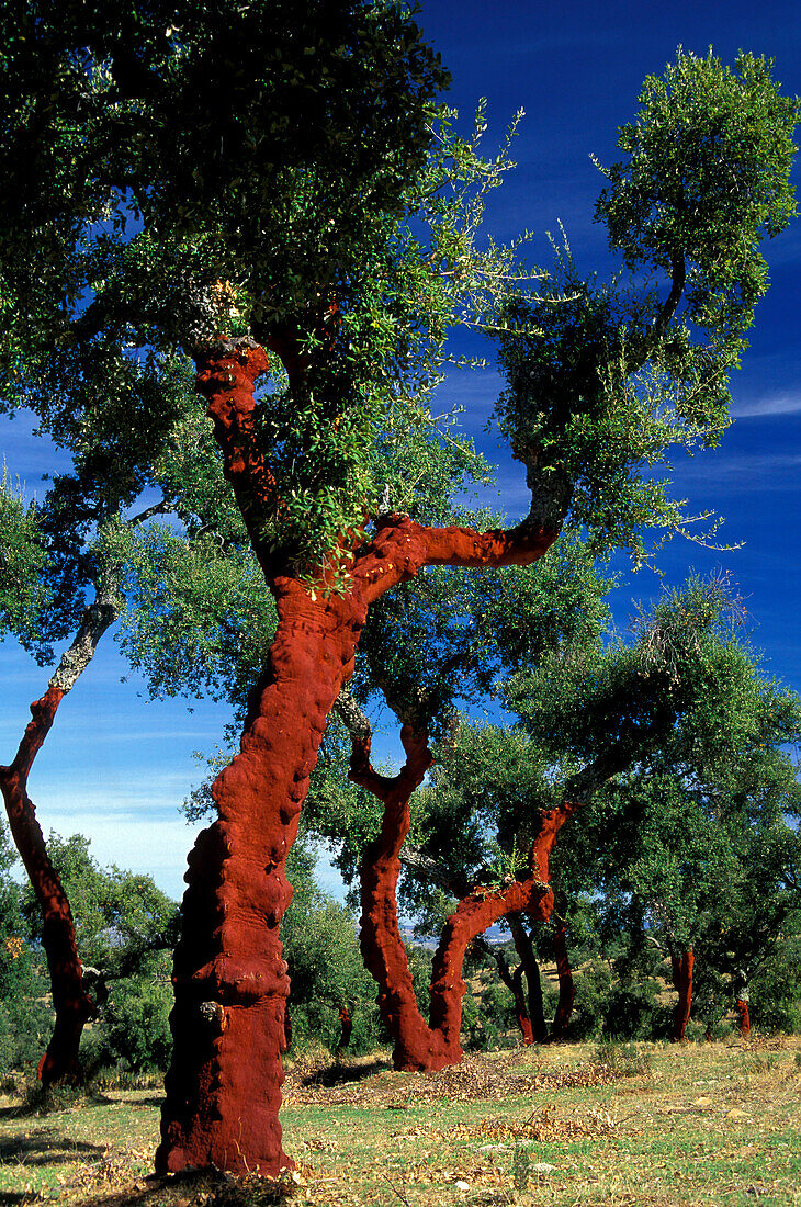 Peeled Cork Tree near Frenegal de la Sierra, Prov. Badajoz, Extremadura, Spain