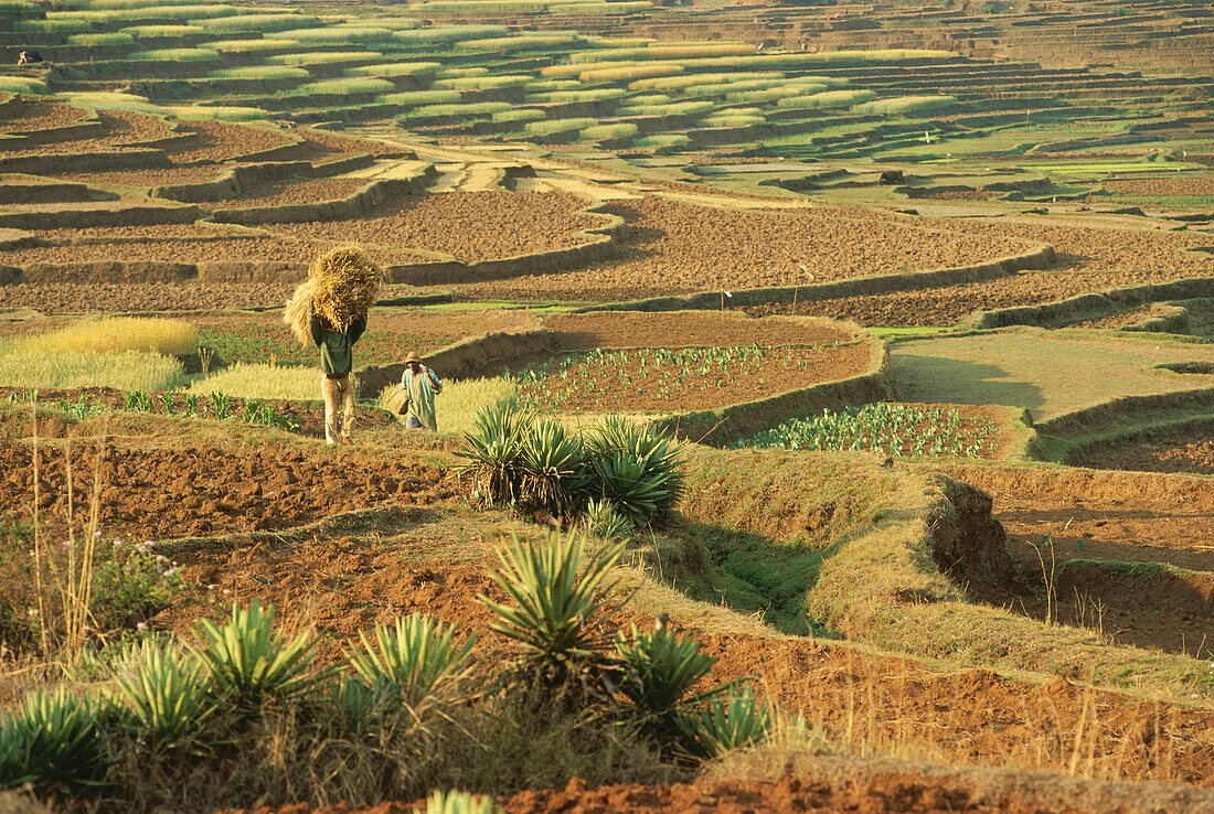 Landschaft mit Getreide Terrassen, Hochland, Madagaskar, Afrika