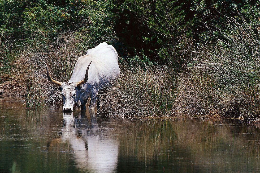 Long-horn, Canale Collelungo, Parco Naturale di Maremma, Tuscany, Italy