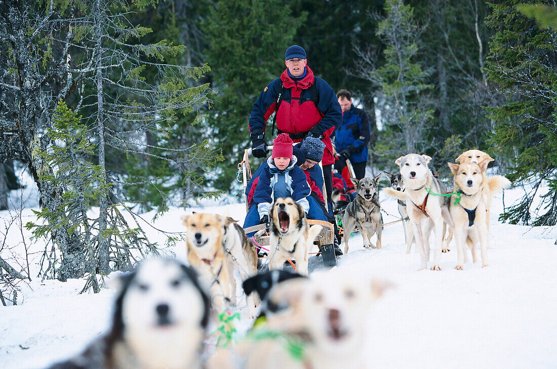 Dog sledding with the family, Areboernen Are, Sweden