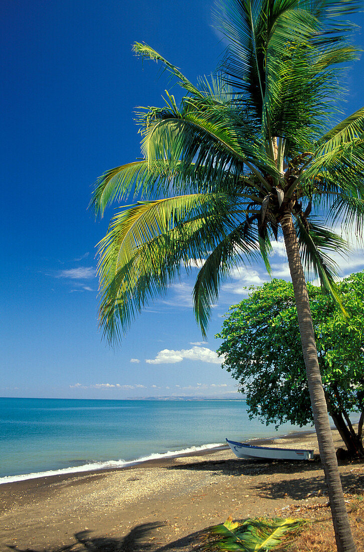 Menschenleerer Strand mit Palme, Playa de Tarcoles, Jaco, Costa Rica, Mittelamerika, Amerika