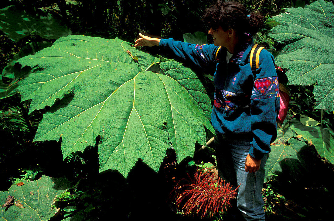 Eine Person neben einem riesigen Blatt im Nebelwald Reservat, Santa Elena, Costa Rica, Mittelamerika, Amerika