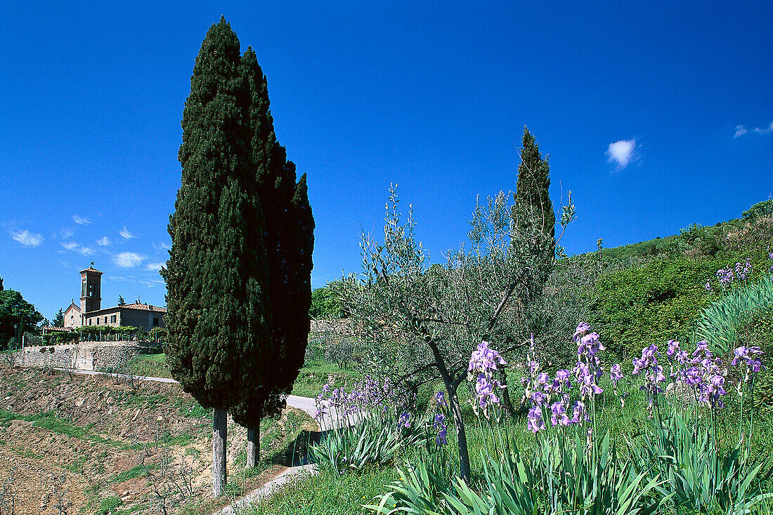 Schwertlilien und Zypressen, Chianti, Toskana, Italien