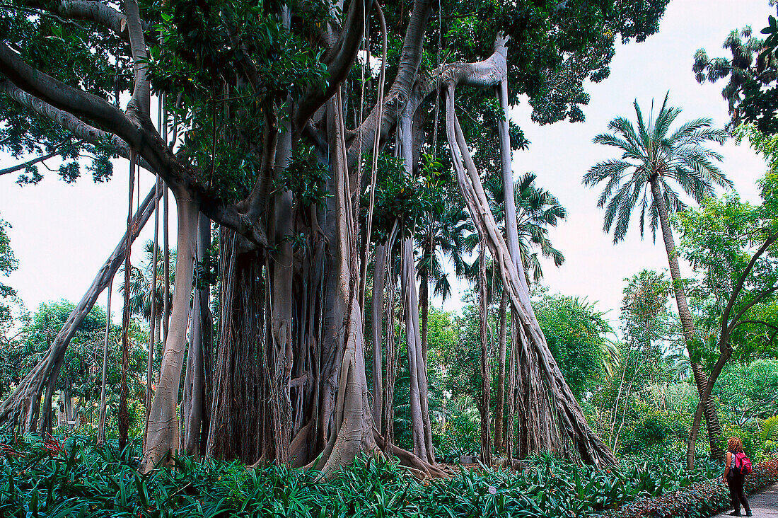 Kautschukbaum, Botanischer Garten, Puerto de la Cruz, Teneriffa, Kanarische Inseln, Spanien, Europa