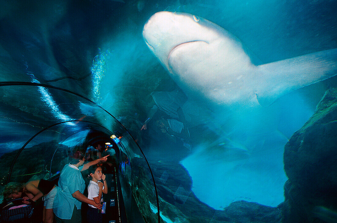 Aquarium with Sharks, Loro Parque, Puerto de la Cruz, Tenerife, Canary Islands, Spain