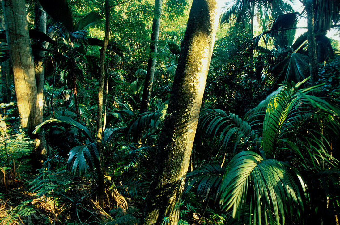 Vallée de Mai Nationalpark, Praslin Seychellen