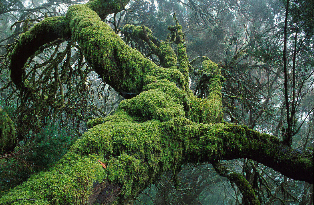 National park Garajonay,  Laurel forest, La Gomera, Canary Islands, Spain