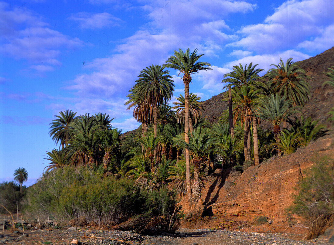 Palmenhain, bei Ajuy, Fuerteventura Kanarische Inseln, Spanien