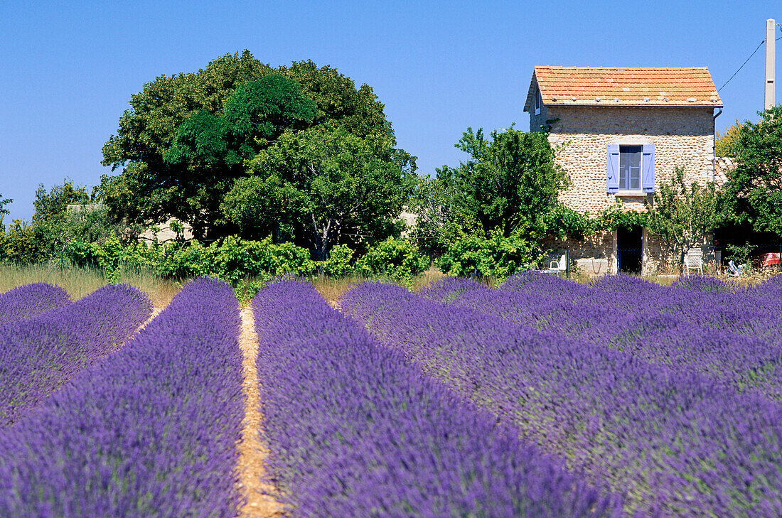 Cottage, Lavender Field, near Valensole, Alpes de Haute Provence, Provence, France