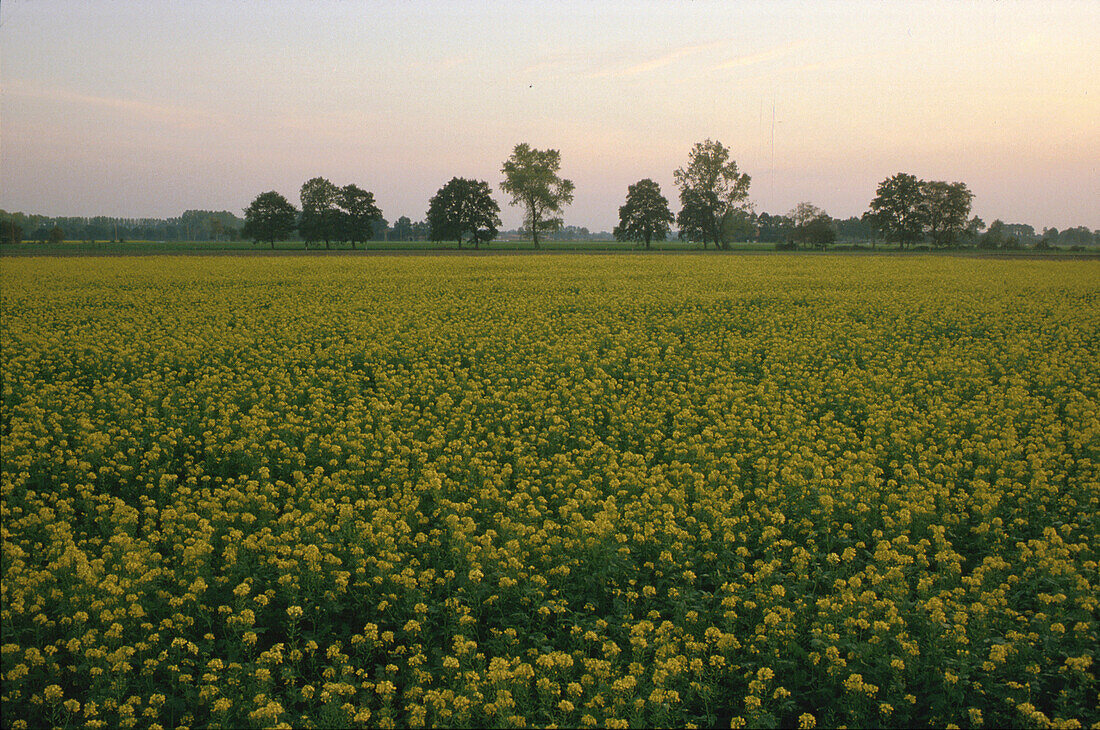 Rapsfeld, nahe Bad Bentheim Niedersachsen, Deutschland