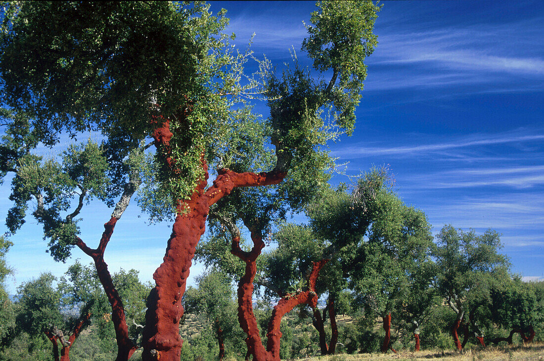 Geschaelte Korkeichen b. Frenegal, de la Sierra, Prov. Badajoz Extremadura, Spanien