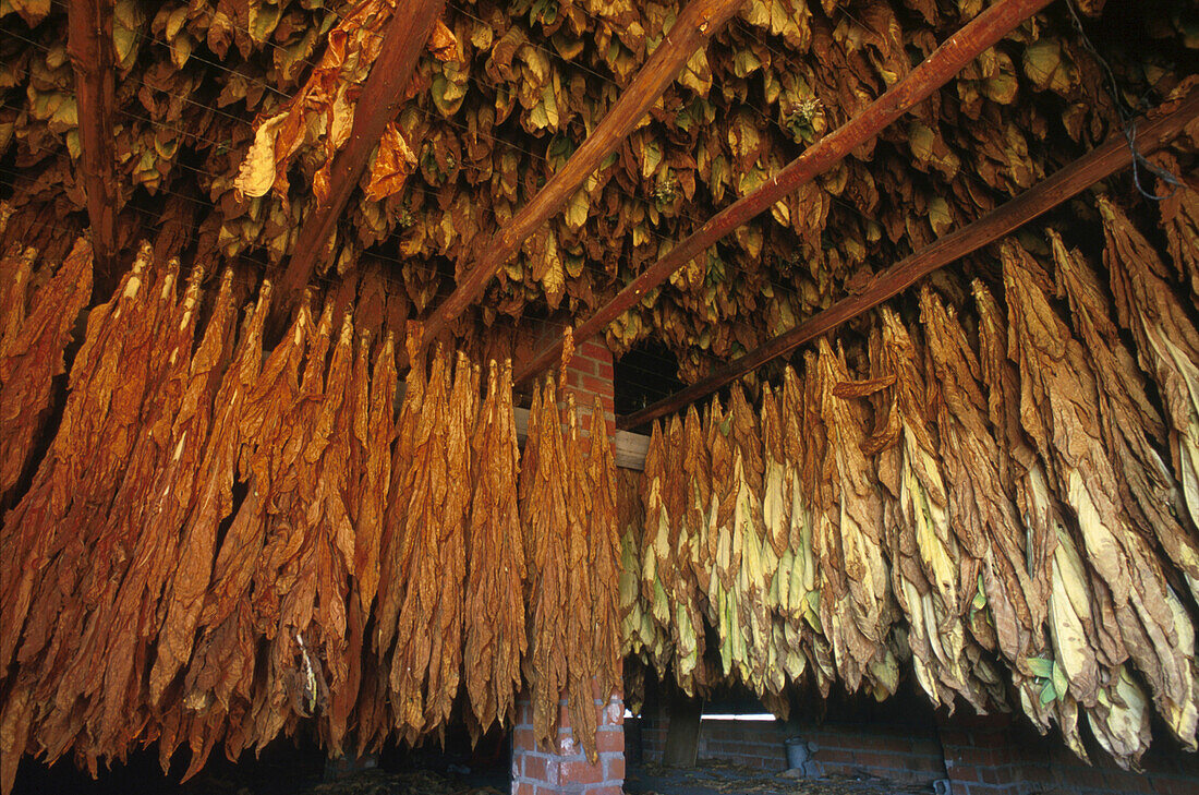 Trocknender Tabak, Candeleda, Prov. Avila Castilla-Leon, Spanien