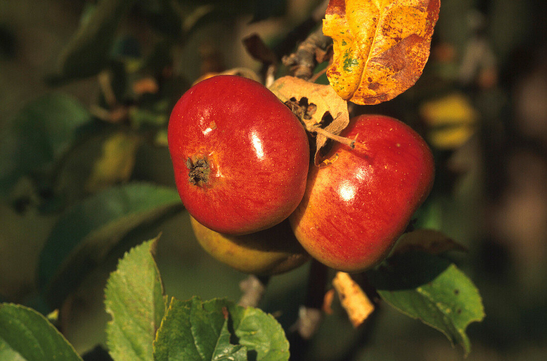 Reife Äpfel am Baum, Lamedo, Picos de Europa Cantabria, Spanien