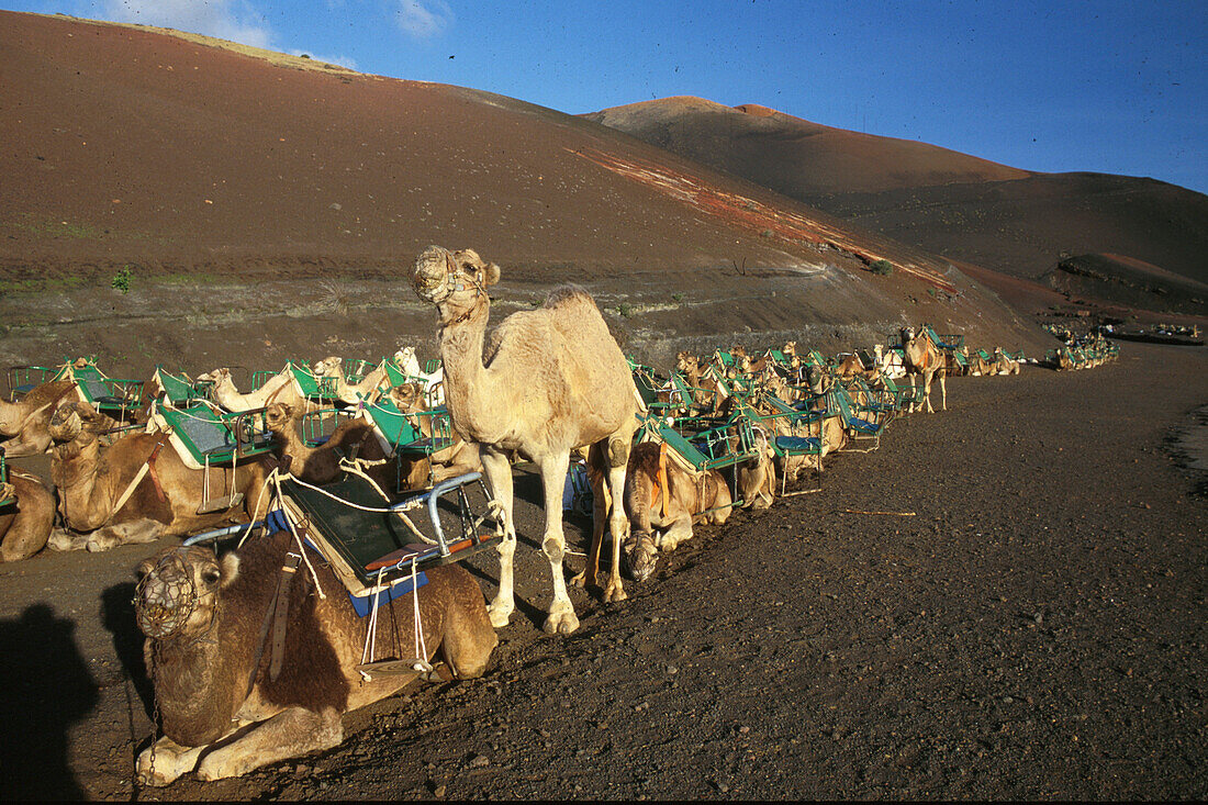 Kamelkarawane, Montanas del Fuego, Timanfaya NP. , Lanzarote Kanarische Inseln, Spanien