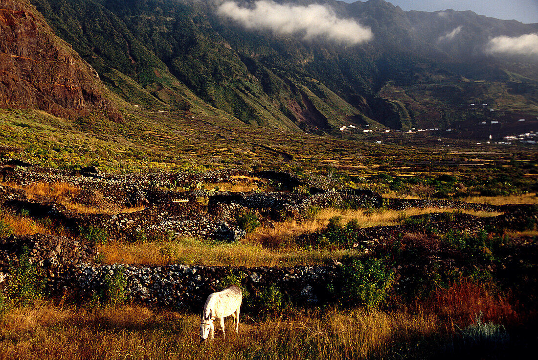 Esel, El Golfo, bei Las Puntas, El Hierro, Kanarische Inseln, Spanien