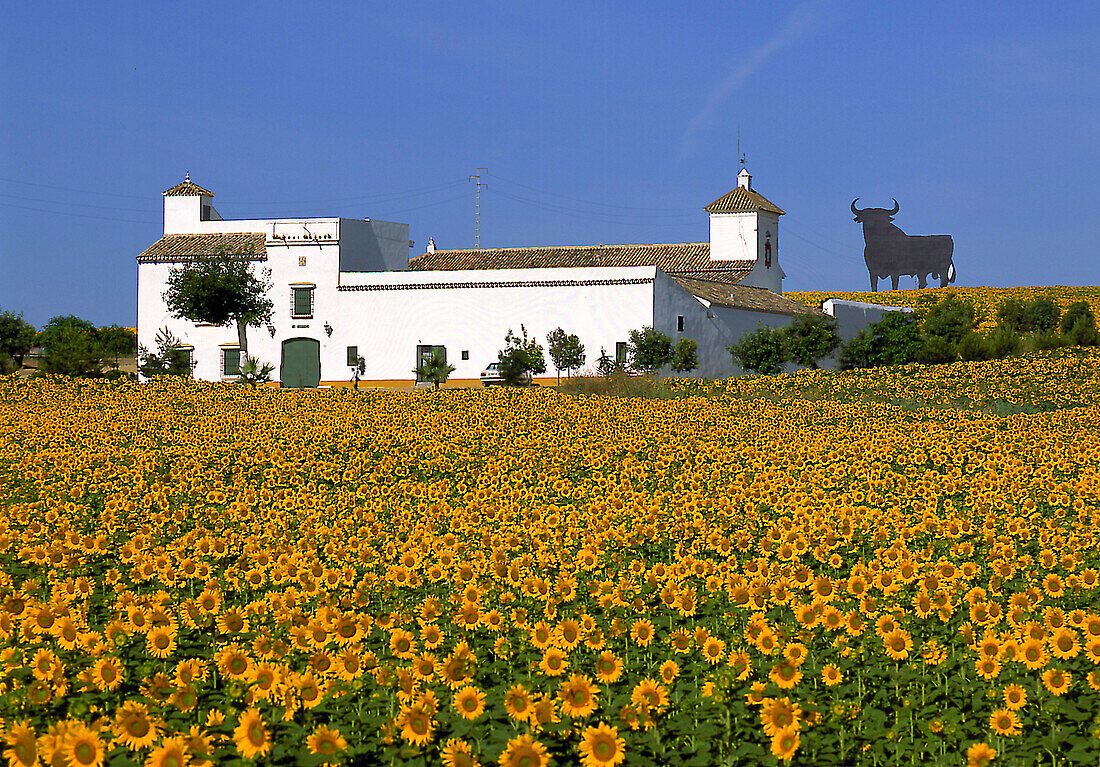 Osborne-Stier, Sonnenblumenfeld, Landgut Cortijo, Prov.Sevilla Andalusien, Spanien