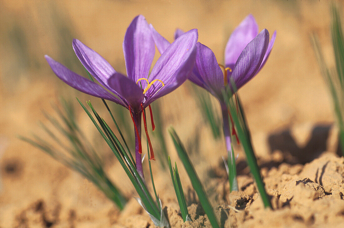 Safran, Crocus sativus Kastilien, Spanien