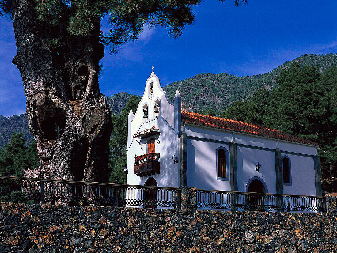 Emita Pino de la Virgen, bei El Paso, La Palma Kanaren, Spanien