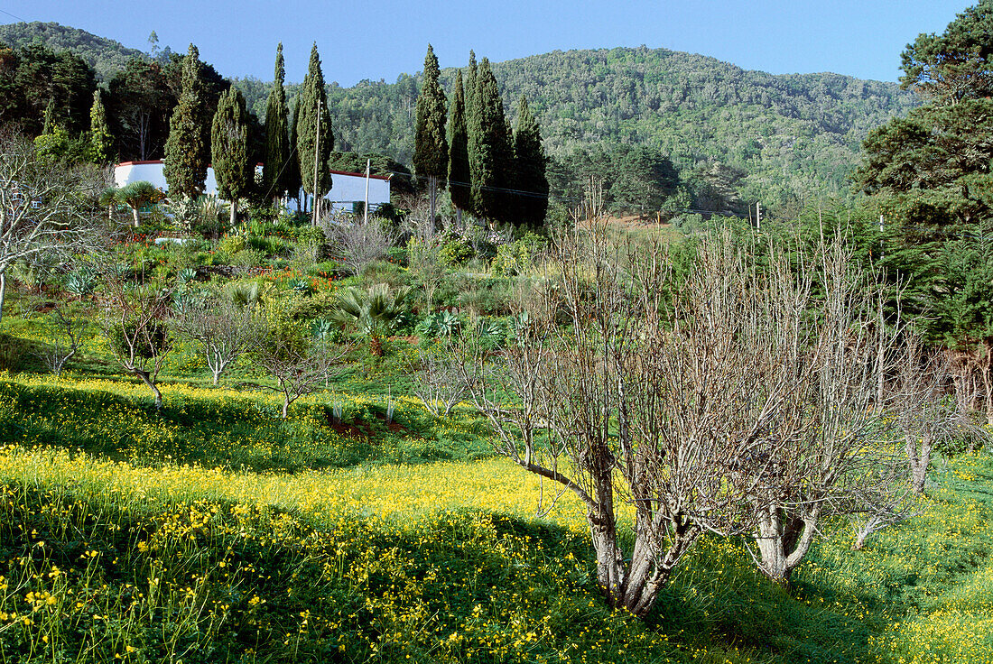 Country house with cypresses, flower meadow, near Las Mercedes, Anaga Mountains, Tenerife, Canary Islands, Spain