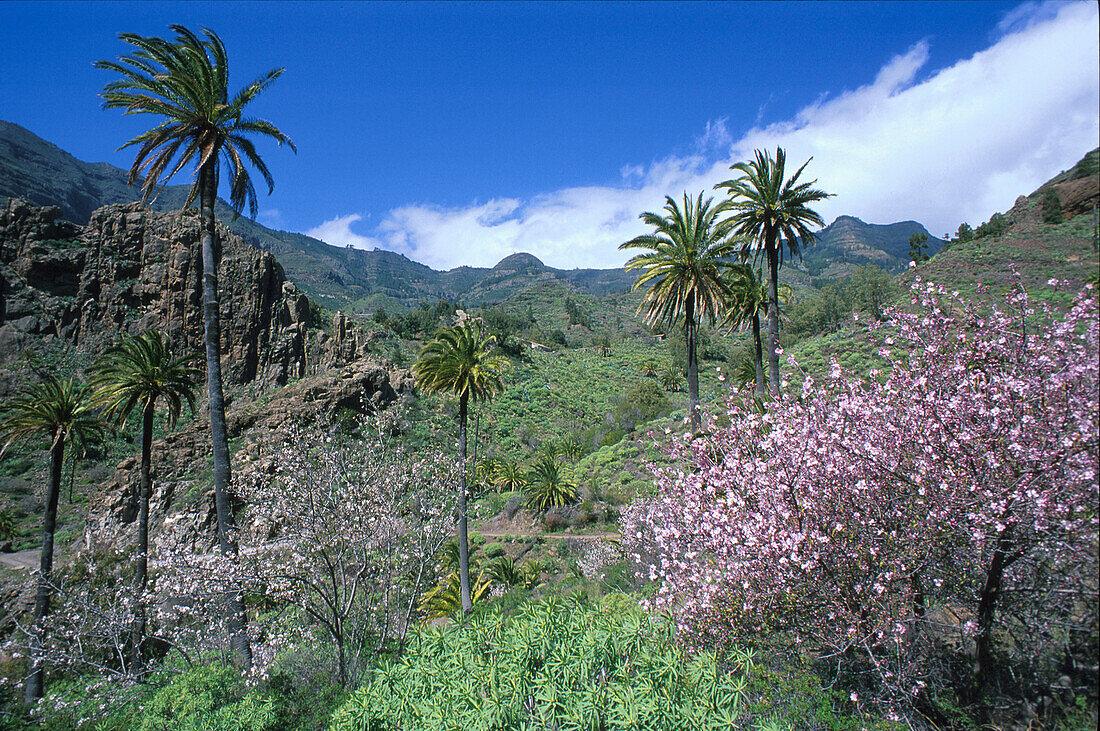 Palmen, Mandelblüte, bei Lo del Gato, La Gomera, Kanarische Inseln, Spanien