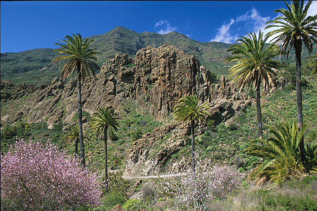 Palmen, Mandelblüte, bei Lo del Gato, La Gomera, Kanarische Inseln, Spanien