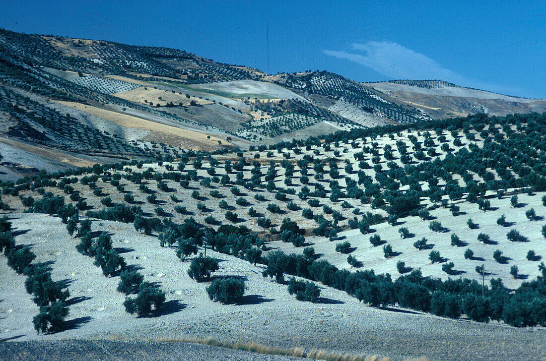 Felder, Olivenbäume, Puerto del Zegri, Provinz Granada Andalusien, Spanien