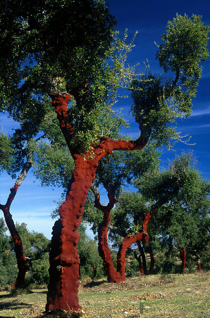 Geschaelte Korkeichen b. Frenegal de la, Sierra, Provinz Badajoz Extremadura, Spanien