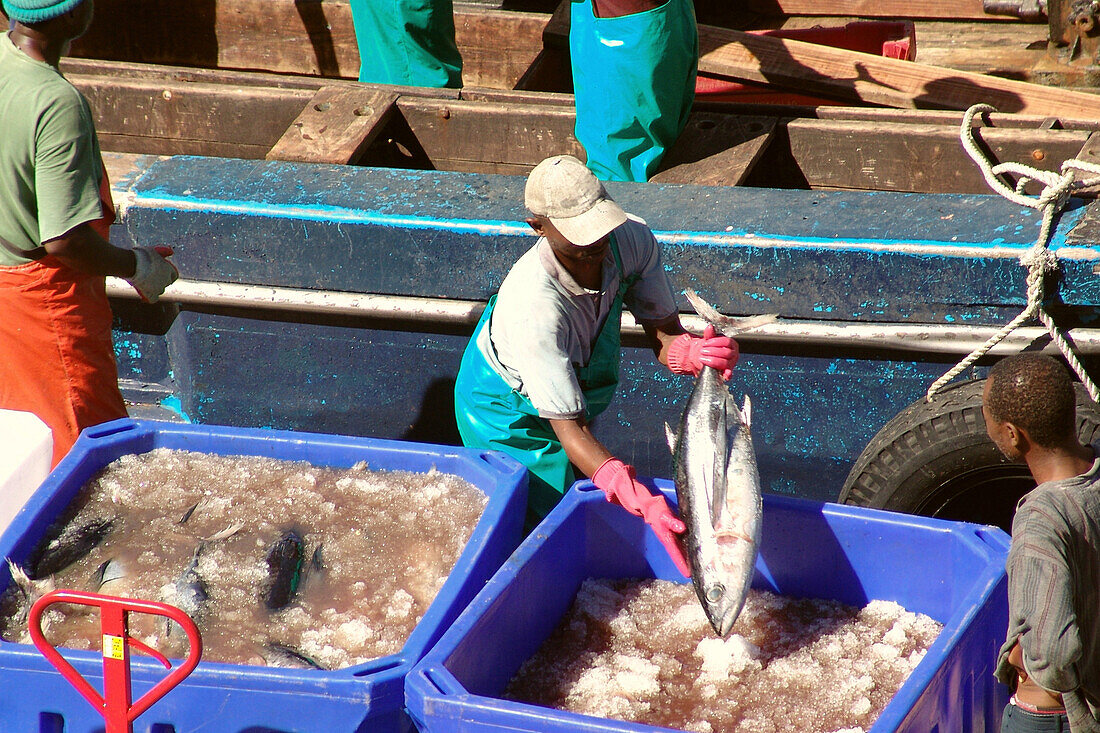 Arbeiter verladen Fisch am Hafen, Kapstadt, Südafrika, Afrika