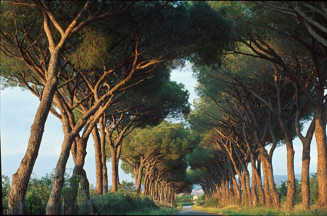 Straße, Pinienallee, Alberese, Maremma, Toskana, Italien Europa