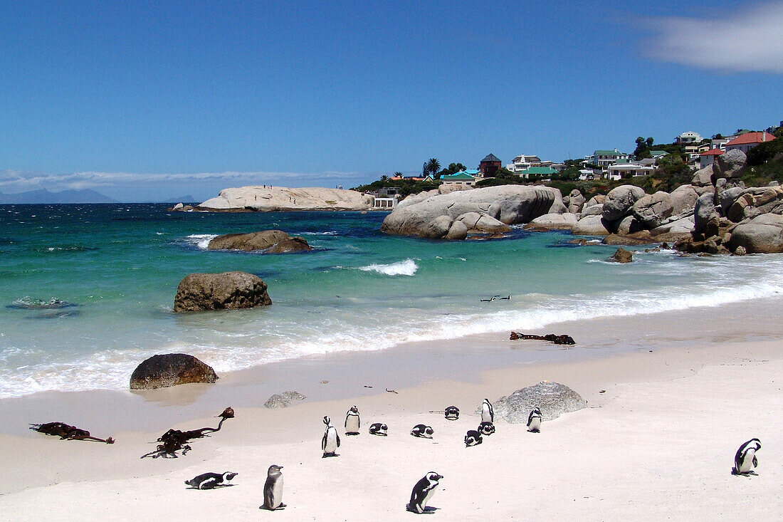 Penguin colony on the beach, Boulders Beach, Cape Town, South Africa, Africa