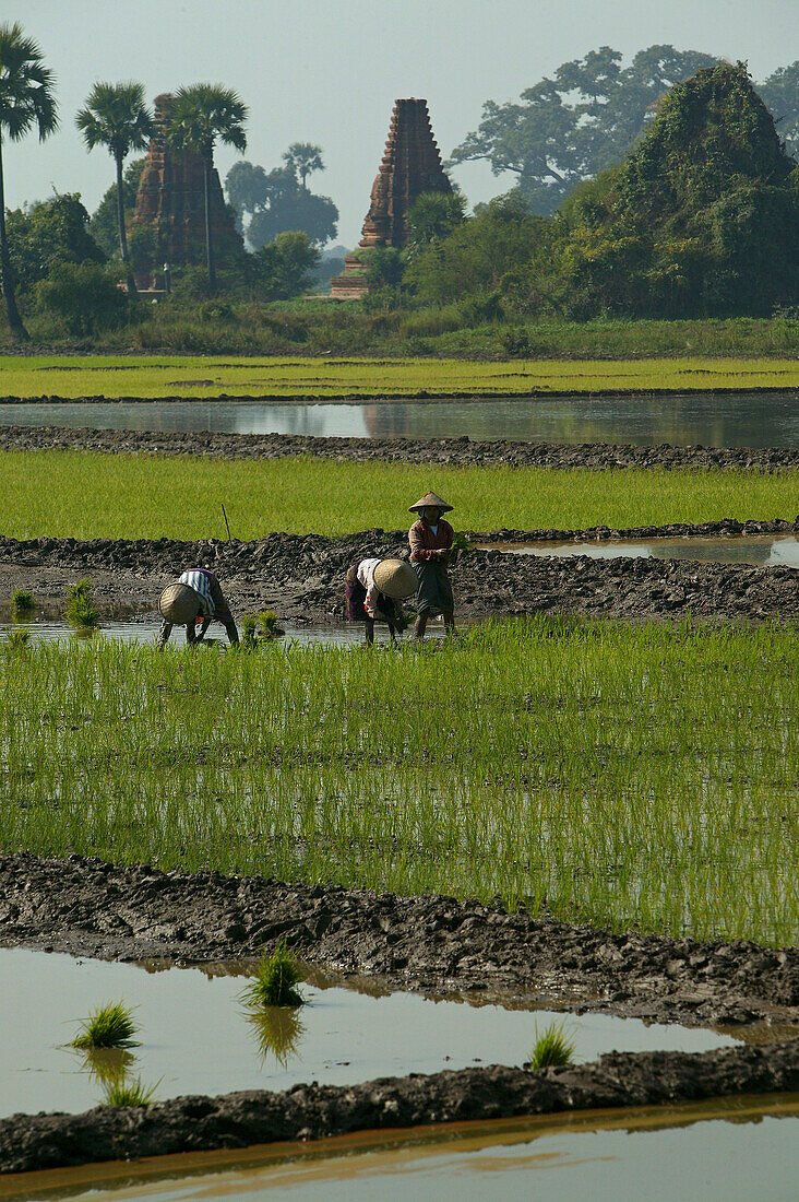 Women working in the rice paddies, stupa in the background, Myanmar, Birma, Asia